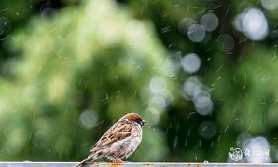 开车撞到鸟后的身体反应和治疗方法;养鸟时需要关注的重要事项