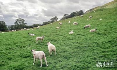 住宅摆放方位:如何根据79年属羊的人出生年份确定最佳住宅方位?另外,对于属羊的人来说,住几层楼最为适宜?