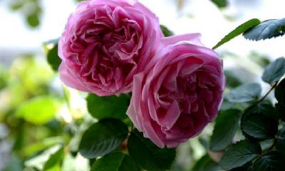 哪些星座属于风属性星座?风象星座包括哪几个星座?