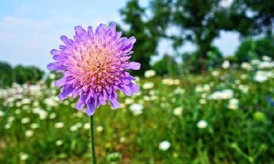 如何辨认哪一种女性面相最能够旺夫?详尽的面相图解帮您揭晓!