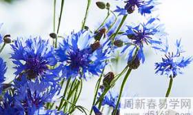 哪些星座女性在十二星座中表现出极度热爱孩子的特质?