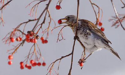 三大星座:实现事业和家庭两全的秘诀!