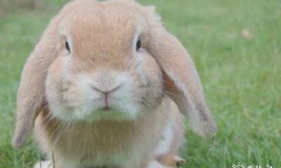 购房禁忌:75年属兔的人为何应该避免在二楼购买房产?探析属兔买房必须注意的事项