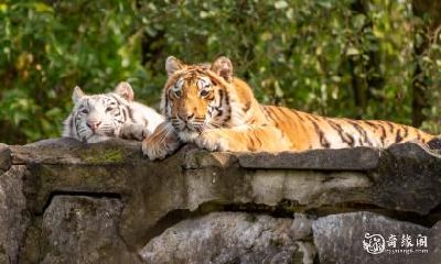 女孩属虎的性格如何?哪个月出生的虎最具攻击性?