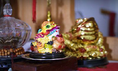 如何选择种植植物以提高家中盆栽的提运效果?