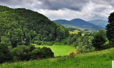 一楼窗外是否存在一棵桃树?如果有,它如何在风水学中具有象征意义?