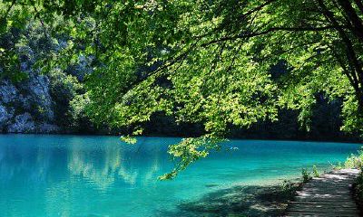 在家中放置招财猫是否有利?摆放招财猫的禁忌和注意事项有哪些?