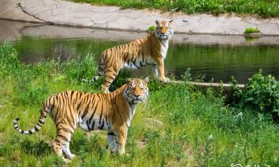 74年出生的属虎人:东户与西户哪一个位置更适合你居住?最优住房方位大揭秘!