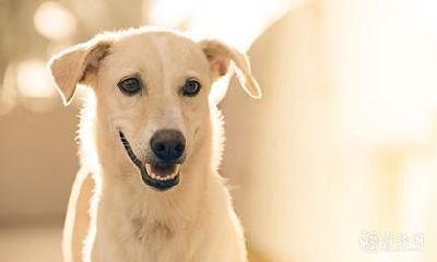 当狗狗死去,是代表和主人的缘分已经走到了尽头吗?亦或是根据民间传说,狗狗的死能够为主人带来灾难预兆?