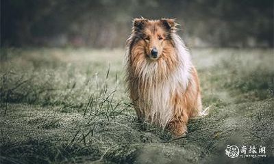 狗狗在家里死亡时,值得关注的是临终前出现的行为表现