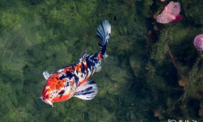 那些经历流产的人来到家里,如何祛除流产带来的霉运以及打掉孩子之后可能会持续多久的时间?