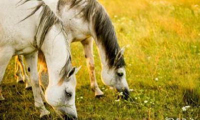 属马人的五行与楼层选择:探究66年属马人住在第九楼的优劣之处