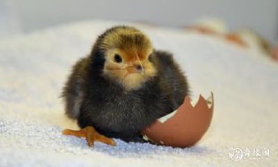 哪个星座男最容易宠爱上属鸡女?最真心疼爱的却是巨蟹座男追求宠爱的星座女