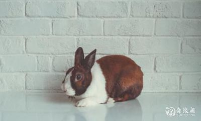 探究63年属兔人住房的吉凶方位——您还在疑惑属兔人住几楼吗?