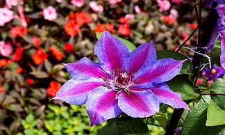 欣赏奇思妙想,领略无厘头魅力:一个充满脑洞大开和离奇观点的星座世界