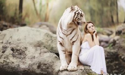 探究为何属虎女不是好嫁娶对象,以及分析属虎人最困难的人生阶段