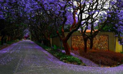 哪些星座以其圆滑的行事风格和敏锐的洞察力而著名?