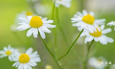 利用八字神秘算术解析您的一生命运,即刻获取最准确的免费八字测命!