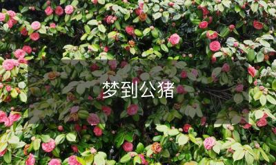 梦境中惊现肥壮公猪,令人不禁疑惑其隐含的象征意义