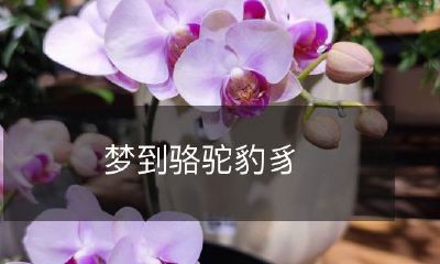 今夜我梦游荒漠,遭遇奇异旅程 - 骆驼、豹子和豸怪身姿在眼前晃动!