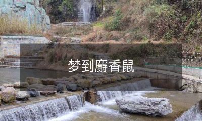 昨晚我做的奇妙梦境:与珍稀的麝香鼠相遇