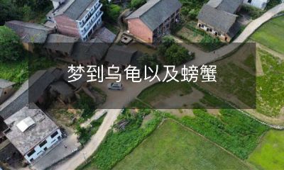 梦境中所见:巨龟与螃蟹的奇妙相遇和追逐场景