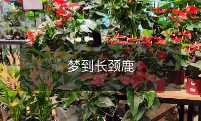 睡梦中偶遇高雅、优美、优雅的长颈鹿 – 梦境中的壮观动物之一