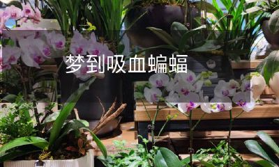 在梦中遭遇吸血蝙蝠的体验:奇怪、令人惊恐和令人难忘