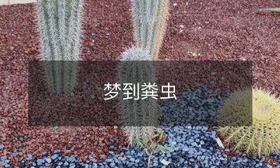 在梦中遭遇粪虫,意味着什么?探究粪虫在梦境中的象征含义
