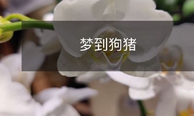 我做了一个奇怪的梦,梦见自己遇见了一只狗猪并与其度过了一段神秘而又令人惊异的旅程!