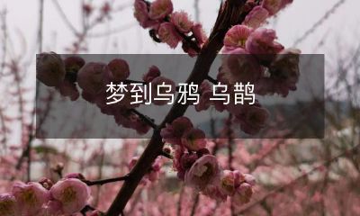 闪耀在梦境中:乌鸦和乌鹊的神秘互动