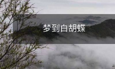 在梦中遇见一只华丽的白色胡蝶:沉浸于神秘、美丽与梦幻般的体验中