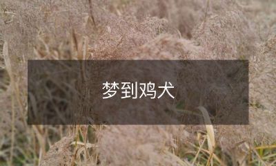 梦境中的想象世界:睡梦之中遇见鸡和犬这两种动物的梦景