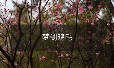 突然飞舞的梦幻鸡毛——一场神秘的潜意识之旅