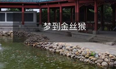 在梦中遇见金丝猴:一个震撼人心的梦境体验