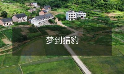 在梦中遇见猎豹——一个充满神秘和神奇的梦境体验