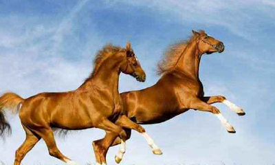 属马的今年多大,属马的2020年多大