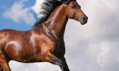 属马人的属相婚配表 生肖马的生肖婚配表