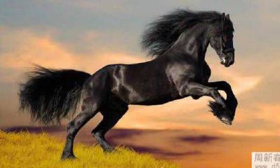 1990年的属马女性2022年下半年运气怎么样