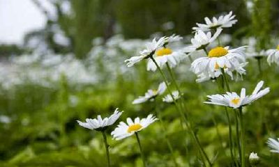 属马人2021年10月各方面运势情况分析