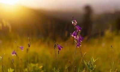 1990年出生的马女是否必有再婚运势