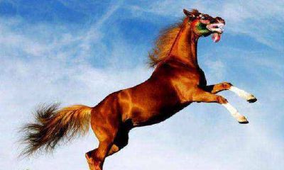 属马的今年多大了2021年 属猴的今年多少岁