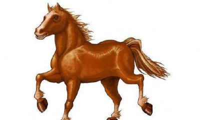 2022年属马人的运势最好的是哪一方面