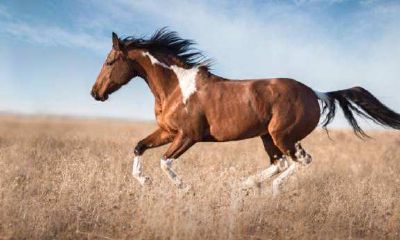 2021年66年属马的人的年运势是55岁马的运气。