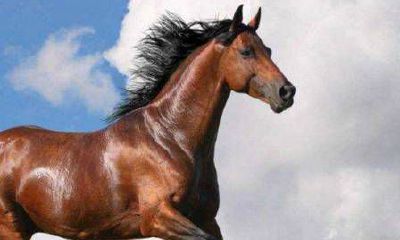 属马男2021年的感情运势好吗 小心烂桃花