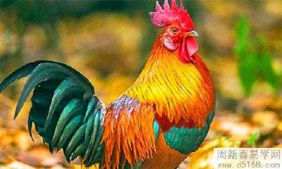 2005年属鸡人2022虎年健康运势怎么样