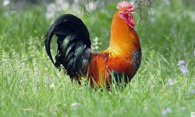 1993年的属鸡男2022年上半年运势及运程如何