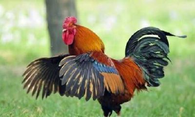 2022年属鸡人的偏财运好不好