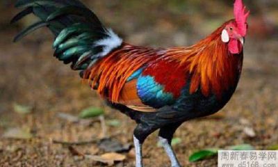 属鸡2021年11月运势及运程解析 2021年11月属鸡人的运势怎么样