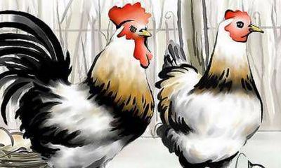 2023年属鸡人会犯太岁 怎样能让自己更顺利